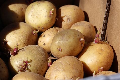 Braune oder schwarze Flecken in Kartoffeln: sind sie .